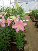 [4340 Sanna VZ No01.JPG]